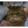 Mrs C &amp; Ms S Caughy, Exotic (Hinchkitz Unforgetable)
