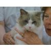 J Leahy, Bi-Colour Ragdoll (Ch Shawville Harvest Moon)