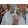 N Neretti and J Gibbons, Bi-colour Ragdoll (Ch. Poppylove Scorpion King)
