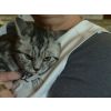 Mrs. C Wren, British Black Silver Tabby Kitten (Hoonikatz Little Dazzler)