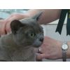 Miss P Armitage, Burmese Kitten (Poppylove Bluewillow)