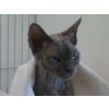 Ms C Wood &amp; R Conchobair, Devon Rex (Grizabella Fiachra)