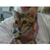 Ms A MacDonald &amp; Mr M Quinn, Bengal Kitten (Shimmershine Rosa of Rakasta)