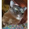 Master C Grassick, Brown Tortie Burmese (Gr Pr Faunese Trina Cheile)