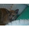 L &amp; K Taylor, Tortie Burmese (Backchat Silver Whisper)
