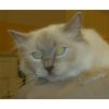 Ms N Neretti &amp; Mr J Gibbons, Ragdoll (Kiwimagic Misty Reflections)