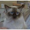 Ms N Neretti &amp; Mr J Gibbons, Ragdoll (Poppylove Maorilegend)