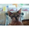 Ms E Lastausriene, Sphynx (Karash Amadeus)