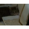 W Brindley &amp; C Smith, Maine Coon (Katez Arancia Susina)