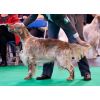 Justin aged 16 months winning Junior dog at Crufts