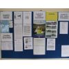 Junior noticeboard