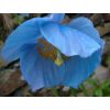 Meconopsis