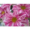 Colour, seen in the garden, and in my glass