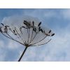 Fennel Seedhead
