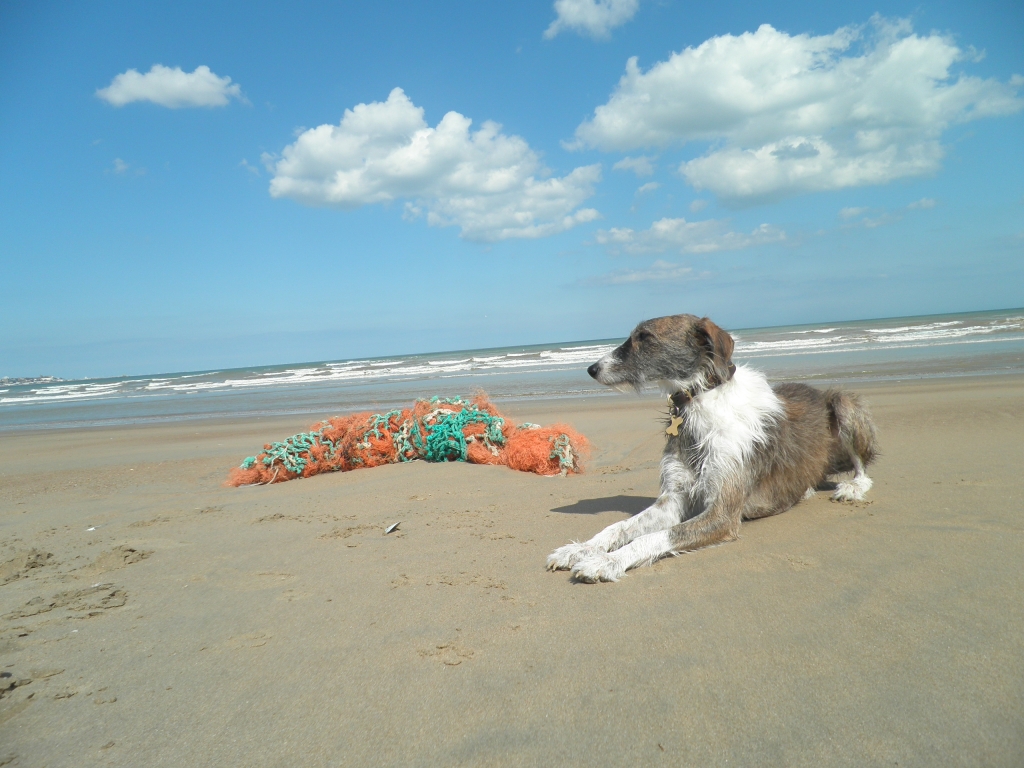 Sandwich Bay