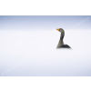 Greylag goose
