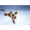 Defiant thistle
