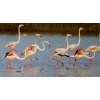 Flamingos