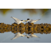 Little terns