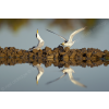 Displaying terns
