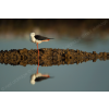 Black-winged stilt