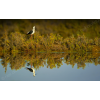 Stilt reflection