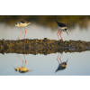Black-winged stilts