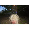 Porcupine?