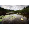 Water Lillies