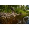 Beaver lodge