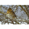 Thrush