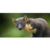 Pine Marten