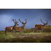 Red Deer
