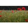 Meadow flowers