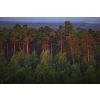 Forest dawn
