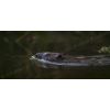 Swimming beaver