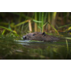 European Beaver
