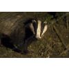 European badger