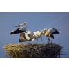 White Storks