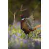 Pheasant display