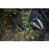 Trapped badger