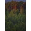 Forest dawn