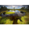 Viru Bog