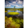 Viru Bog