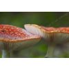 Fly agaric