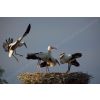Incoming stork