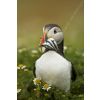 Sea parrot