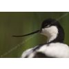 Avocet