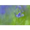 Bluebells