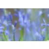 Bluebells